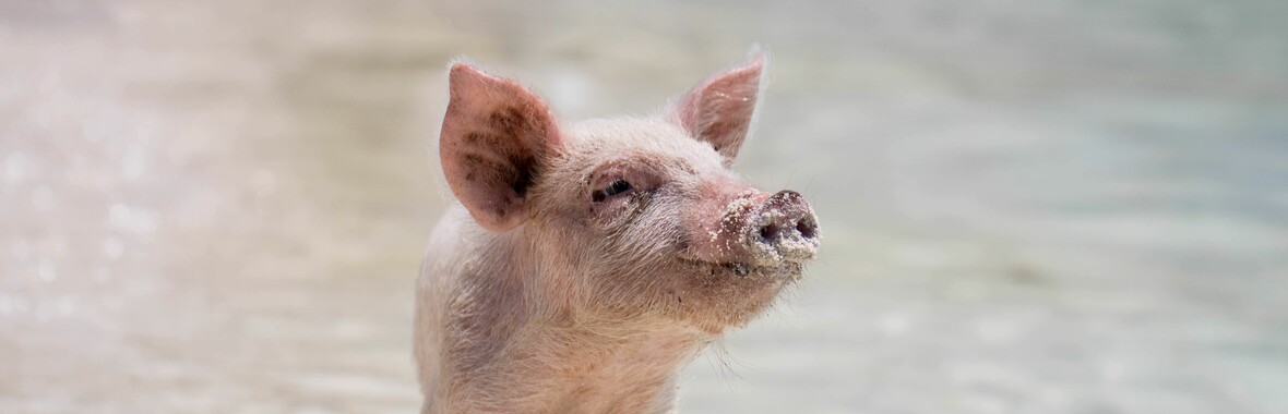 A friendly piglet